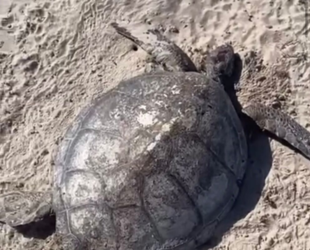 Tartaruga é encontrada morta em praia de Cabedelo Tartaruga é encontrada morta em praia de Cabedelo