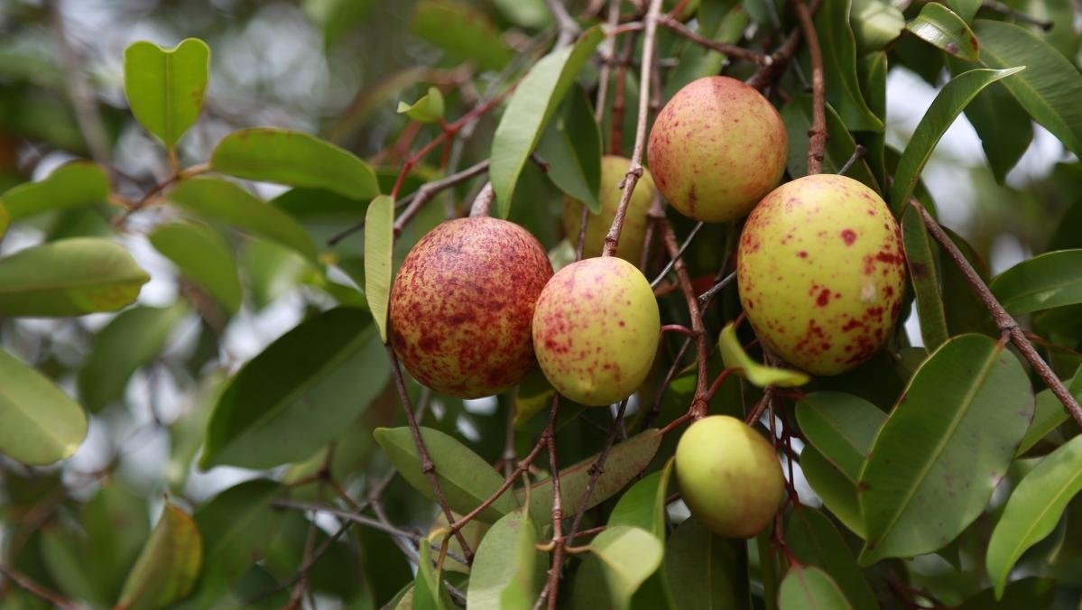 Paraíba é a maior produtora de mangaba do Brasil e a 3º colocada na produção de castanha de caju Paraíba é a maior produtora de mangaba do Brasil