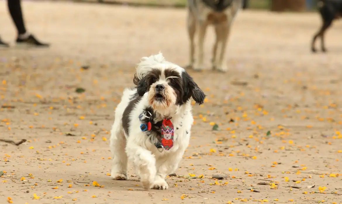 Governo da Paraíba abre novas vagas para castração gratuita de cães e gatos em clínicas credenciadas Governo da Paraíba abre novas vagas para castração gratuita de cães e gatos em clínicas credenciadas