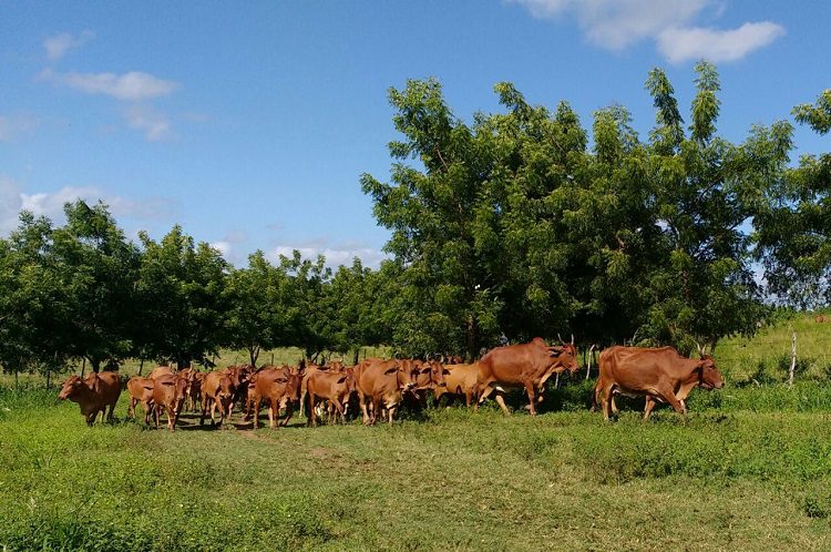 Emepa-PB leiloa 44 bovinos das raças Gir, Guzerá e Sindi; veja como participar Emepa-PB leiloa 44 animais bovinos