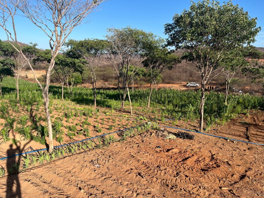 Operação destrói cerca de 60 mil pés de maconha cultivados em fazenda no Sertão da Paraíba Maconha, Drogas, Malta