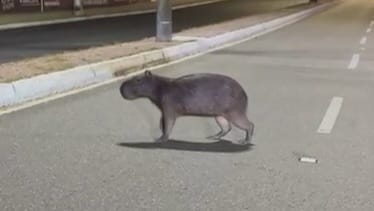 VÍDEO: capivara é flagrada na Avenida Epitácio Pessoa Capivara foi flagrada em avenida de João Pessoa.