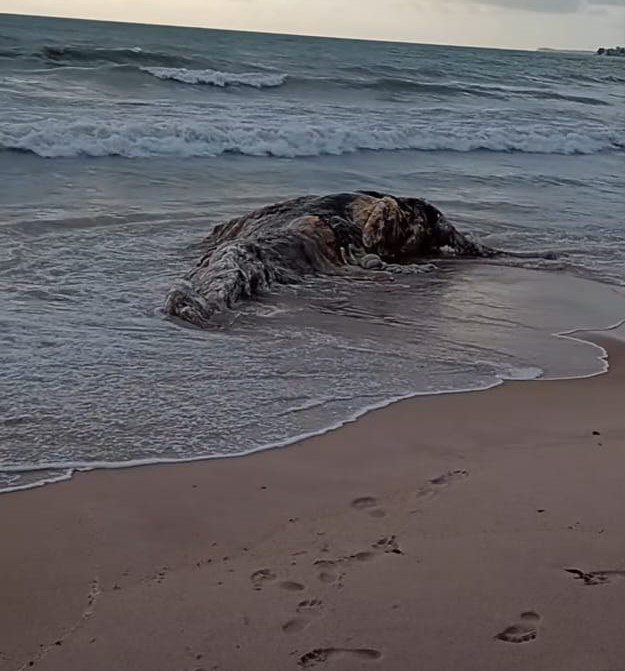 Baleia-jubarte é encontrada morta na praia de Intermares Baleia-jubarte é encontrada morta na praia de Intermares