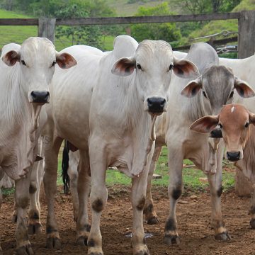 A agropecuária, corresponde a 4,4% do Pib do estado