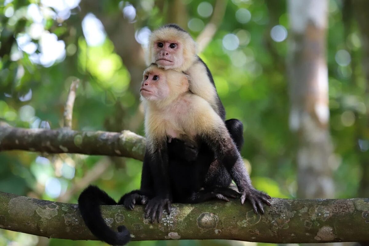 Mais de 40 macacos fogem de centro de pesquisa nos EUA; cidade entra em alerta Mais de 40 macacos fogem de centro de pesquisa nos EUA; cidade entra em alerta
