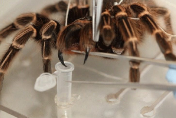 Urologista diz que gel de veneno de aranha causa ereção e rejuvenescimento; produto brasileiro deve ser lançado em 2026 Urologista diz que gel de veneno de aranha causa ereção e rejuvenescimento; produto brasileiro deve ser lançado em 2026