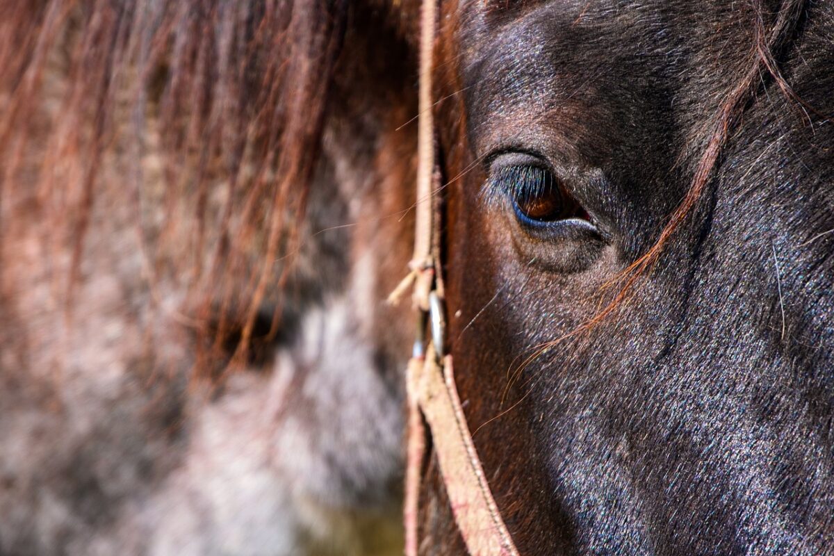 Homem é flagrado em ato de zoofilia em Cabedelo e vereador expõe caso: "não vamos tolerar essa barbárie!" cavalo