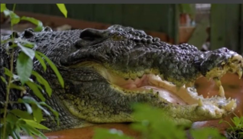 Com mais de 100 anos de idade, maior crocodilo cativo do mundo morre na Austrália Com mais de 100 anos de idade, maior crocodilo cativo do mundo morre na Austrália