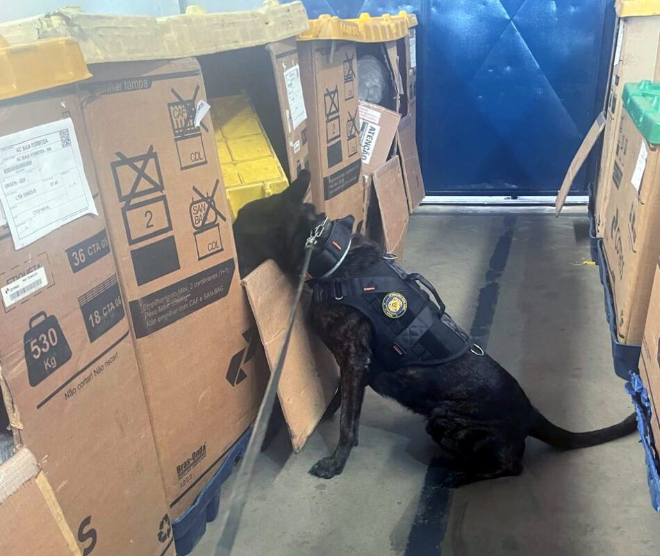 Cães Iron e Ice detectam cocaína e maconha dentro de suplementos em encomenda via Correios no Rio Grande do Norte Cães Iron e Ice detectam cocaína e maconha dentro de suplementos em encomenda via Correios no Rio Grande do Norte