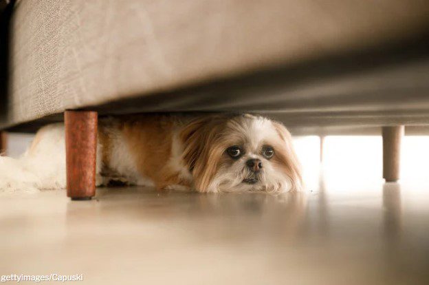 Confira 5 dicas para proteger os pets do barulho da queima de fogos do Réveillon Confira 5 dicas para proteger os pets do barulho da queima de fogos do Réveillon