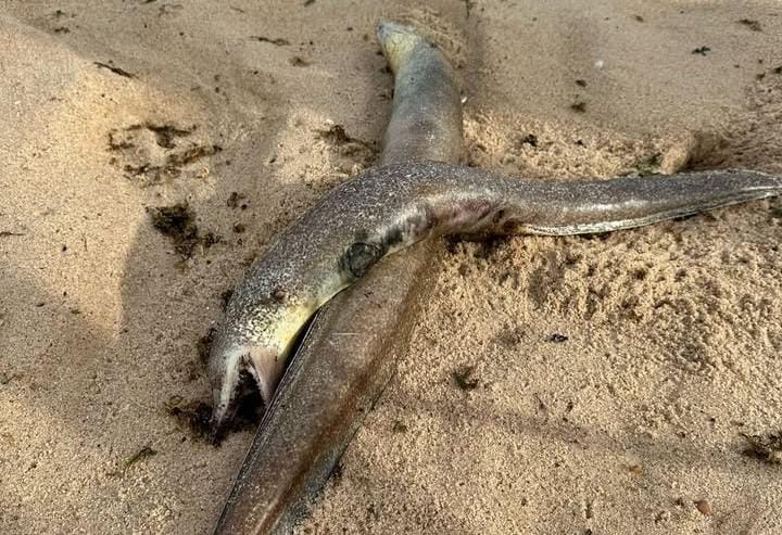 173 moreias são encontradas mortas em praias de João Pessoa; Sudema investiga causas moreias, praias, joão pessoa
