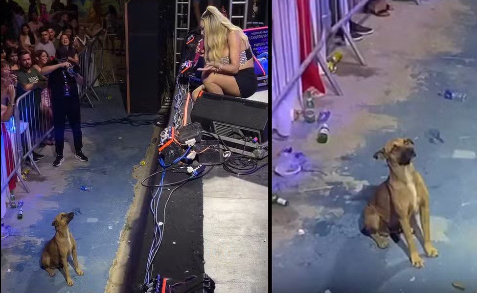 VÍDEO: vira-lata caramelo viraliza 'curtindo' show de Taty Girl e cantora decide adotá-lo vira-lata, taty girl, show