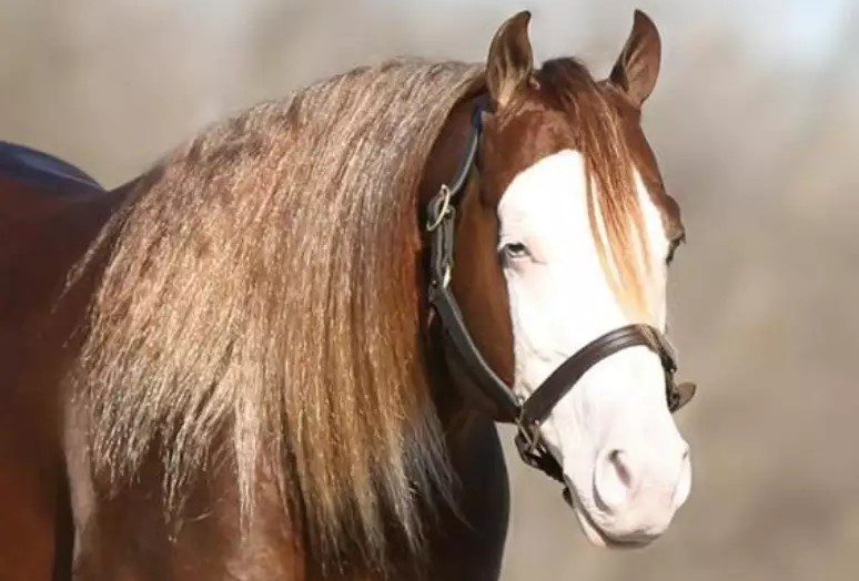 Criador do Rio Grande do Norte arremata 50% de cavalo que passa a valer R$ 160 milhões após leilão em São Paulo cavalo, criador, leilão