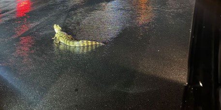 Jacaré tenta atravessar BR-230 e para trânsito em Santa Rita Jacaré tenta atravessar BR-230 e para trânsito em Santa Rita