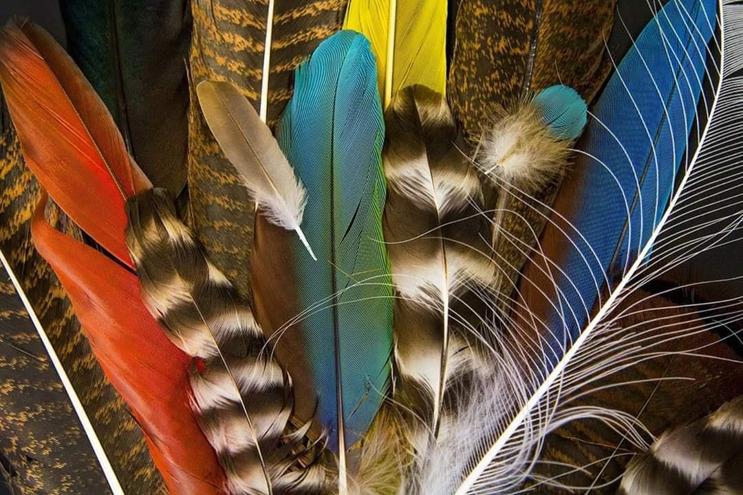 Ibama deflagra operação no Salão do Artesanato e apreende peças de artesanato indígenas com penas de aves em extinção Ibama deflagra operação no Salão do Artesanato e apreende peças de artesanato indígenas com penas de aves em extinção