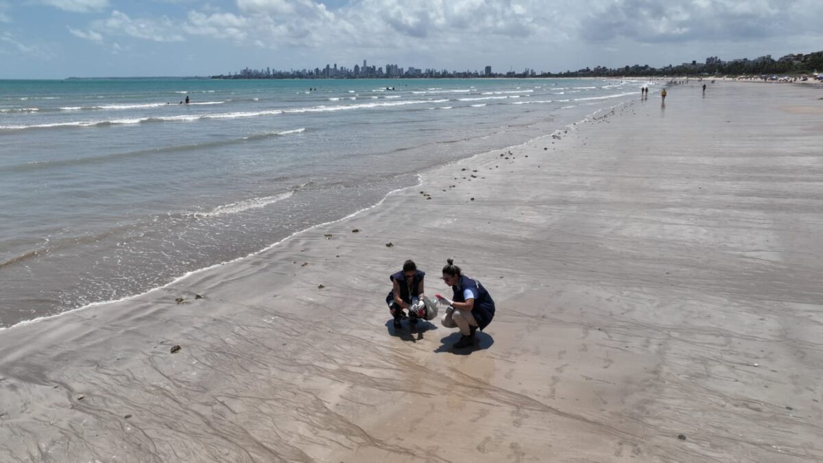 Laudo aponta que fezes encontradas em praias de Cabedelo são de tartarugas fezes, praias, cabedelo