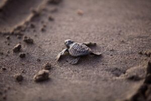 Tartarugas marinhas nascem neste sábado na praia de Intermares, em Cabedelo nascimento, tartarugas, bessa