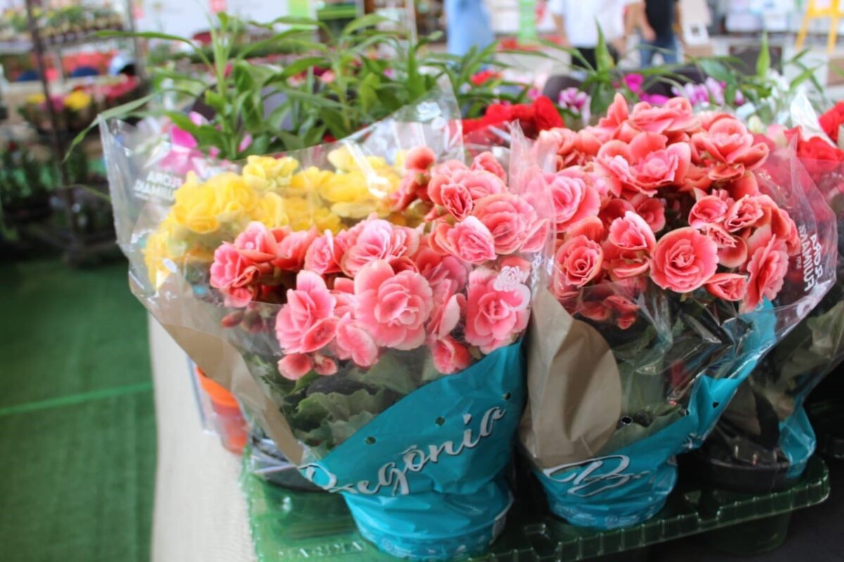 Feira de Flores com mais de 200 espécies acontece na Ferreira Costa durante o mês de janeiro Feira de Flores com mais de 200 espécies acontece na Ferreira Costa durante o mês de janeiro