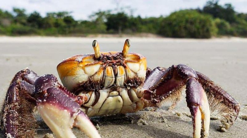 Começa período de defeso do caranguejo-uça e comercialização fica proibida na Paraíba até 18 de janeiro Começa período de defeso do caranguejo-uça e comercialização fica proibida na Paraíba até 18 de janeiro