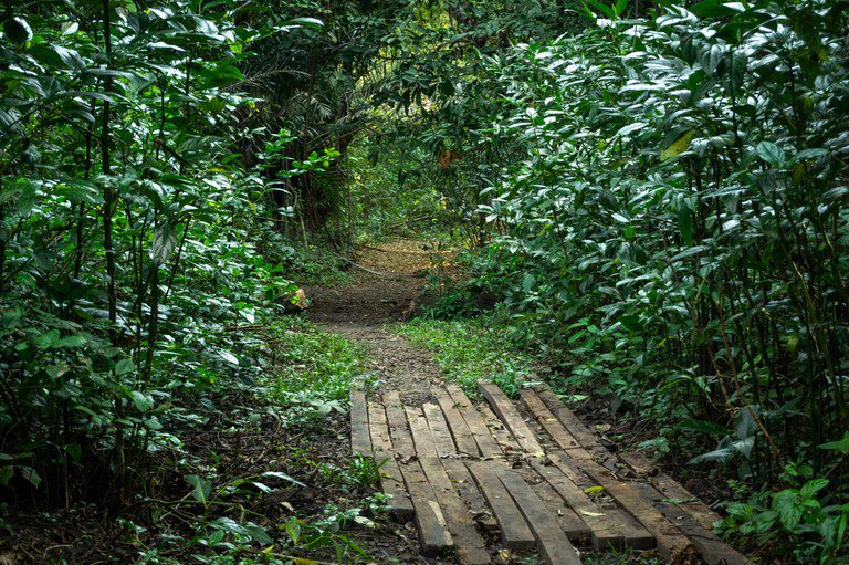Caminhada interativa apresenta plantas nativas para crianças a partir de 5 anos neste sábado em João Pessoa Caminhada interativa apresenta plantas nativas para crianças a partir de 5 anos neste sábado em João Pessoa