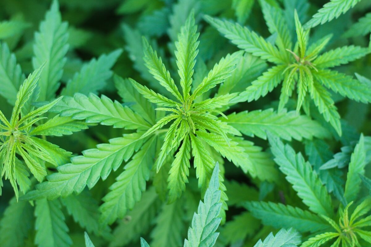 STJ decide que homem preso com 37g de maconha não praticou crime de tráfico e classifica como porte para consumo próprio maconha, preso, stj