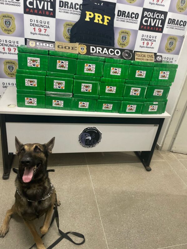 VÍDEO: Polícia Civil e PRF apreendem mais de R$ 6,5 milhões em droga na Paraíba droga
