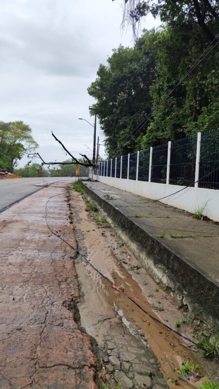 CHUVAS: quedas de árvores modificam trânsito em vias de João Pessoa; veja trechos CHUVAS: quedas de árvores modificam trânsito em vias de João Pessoa; veja trechos