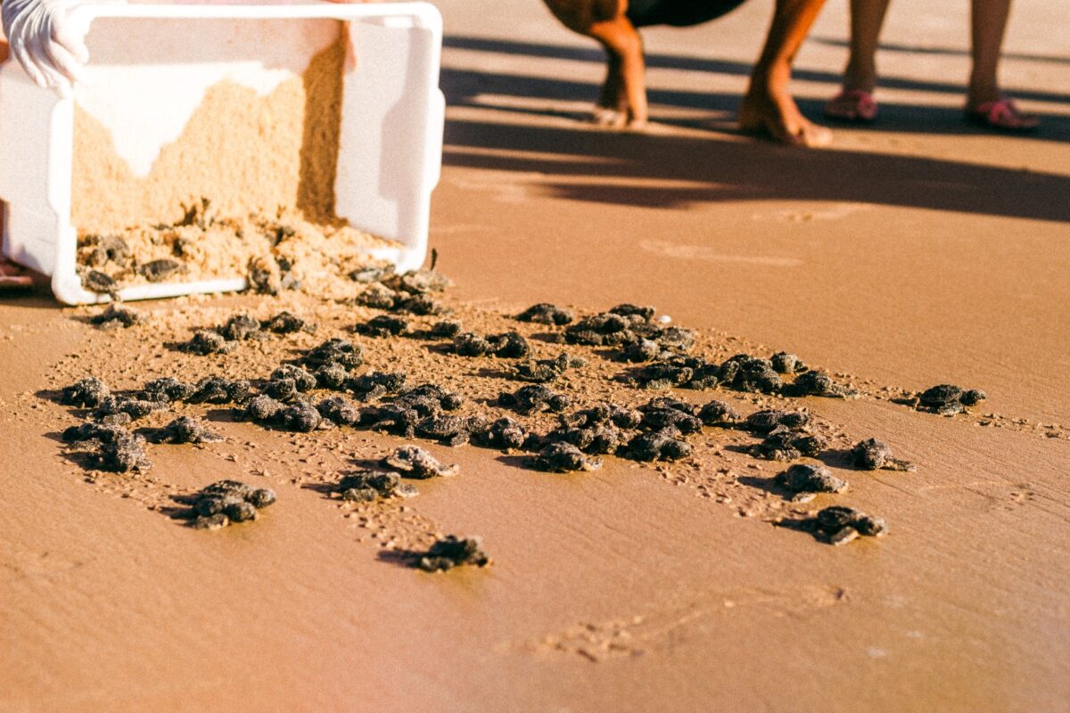 Associação Guajiru completa 23 anos de atuação na conservação das tartarugas marinhas na Paraíba Associação Guajiru completa 23 anos de atuação na conservação das tartarugas marinhas na Paraíba