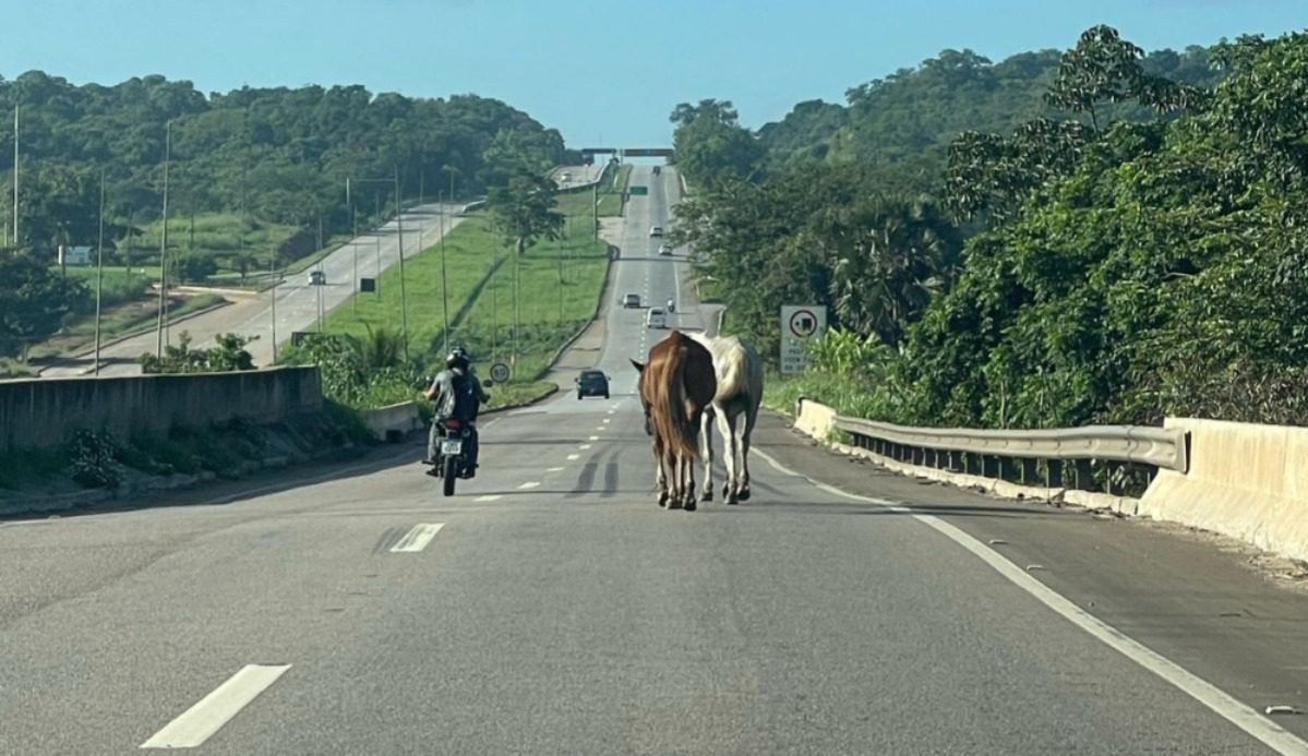 Populares flagram cavalos soltos no meio da pista na BR-101, no Litoral Norte da Paraíba Animais soltos na BR-10 Norte. (foto: Lucas Araruna/Acervo Pessoal)