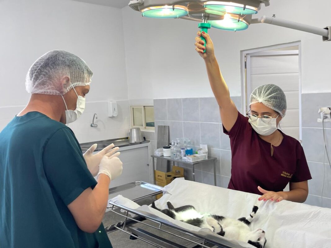 Prefeitura de Patos realiza mutirões de castração de cães e gatos patos, castração