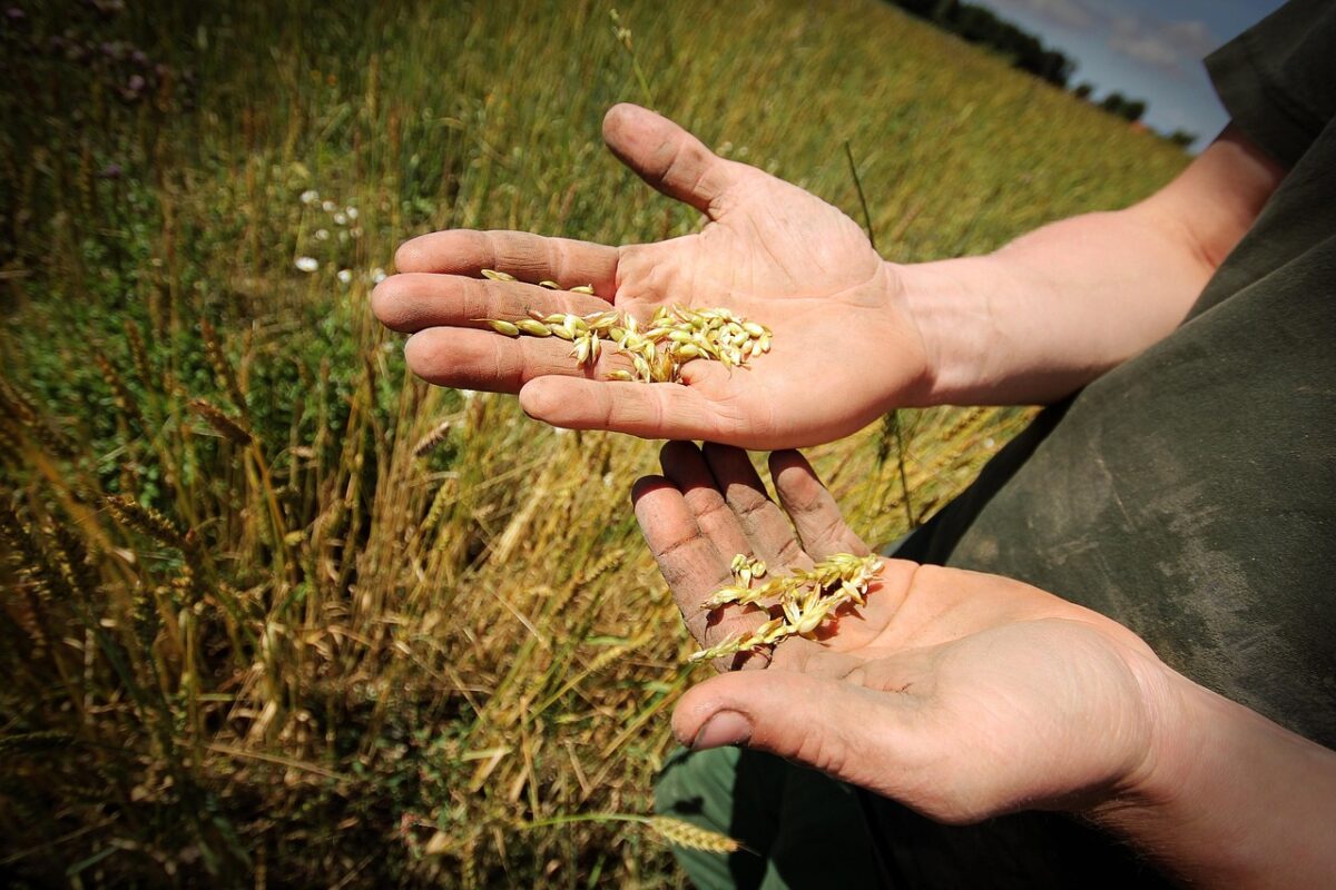 Garantia-Safra inicia pagamentos e vai beneficiar mais de 42 mil agricultores na Paraíba agricultor, agricultura
