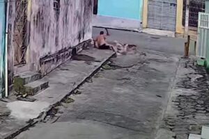 Idoso é atacado por três cães em Campina Grande e câmera de segurança flagra situação Idoso é atacado por três cães em Campina Grande e câmera de segurança flagra