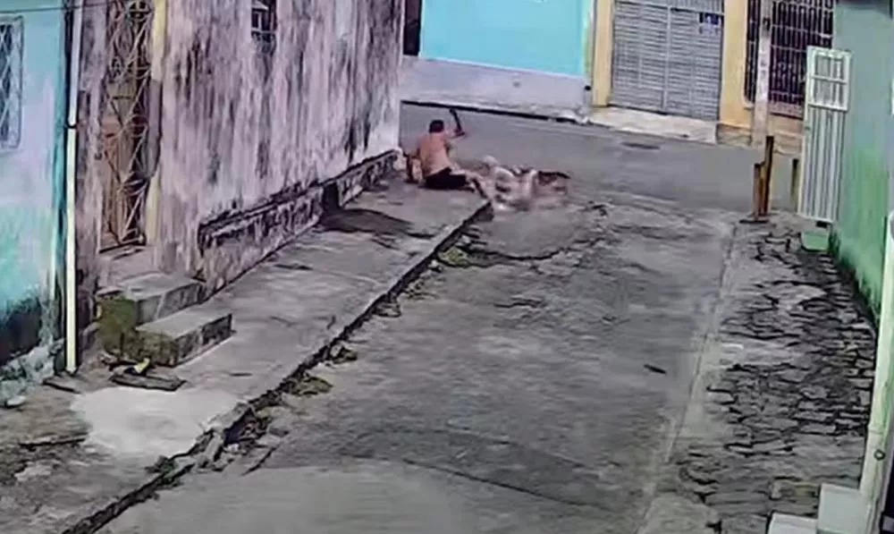 Idoso é atacado por três cães em Campina Grande e câmera de segurança flagra situação Idoso é atacado por três cães em Campina Grande e câmera de segurança flagra