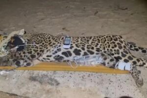 Onça que matou caseiro é capturada no Pantanal; veja imagens Onça que matou caseiro é capturada no Pantanal; veja imagens