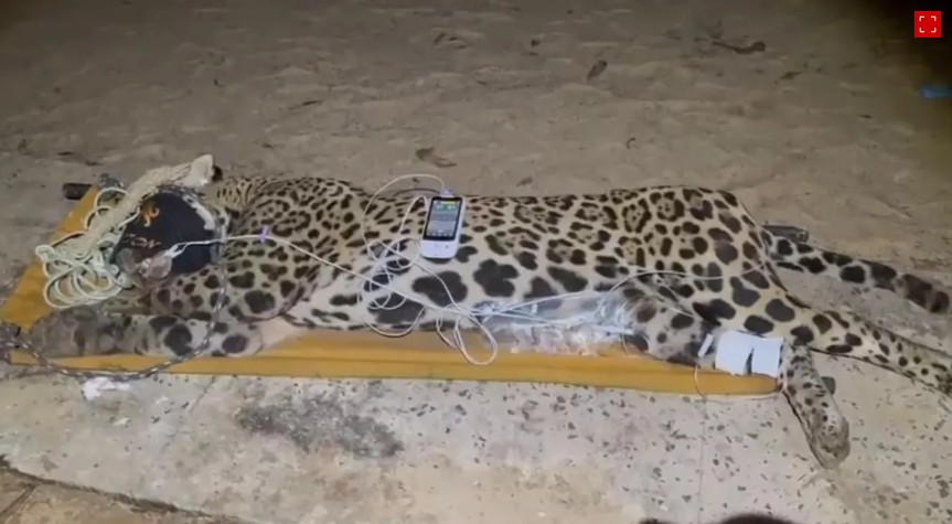 Onça que matou caseiro é capturada no Pantanal; veja imagens Onça que matou caseiro é capturada no Pantanal; veja imagens