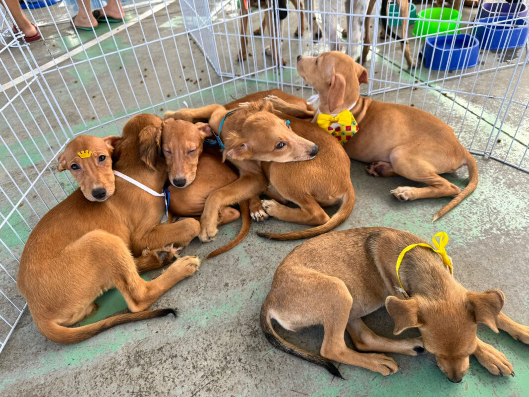 Feiras de adoção de animais e cadastramento para castração gratuita movimentam João Pessoa e Campina Grande neste final de semana Feiras de adoção de animais e cadastramento para castração gratuita movimentam João Pessoa e Campina Grande neste final de semana