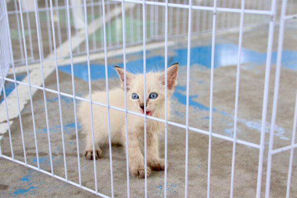 As feiras integram as metas do Paraíba Pet e busca aproximar os serviços da população mais vulnerável