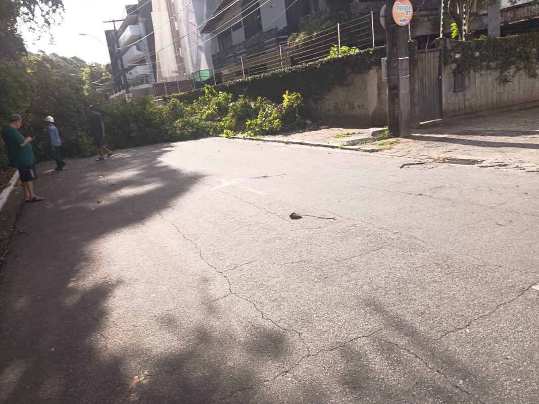 Árvore cai e bloqueia trânsito na Rua da Mata, no Cabo Branco árvore, queda, rua da mata