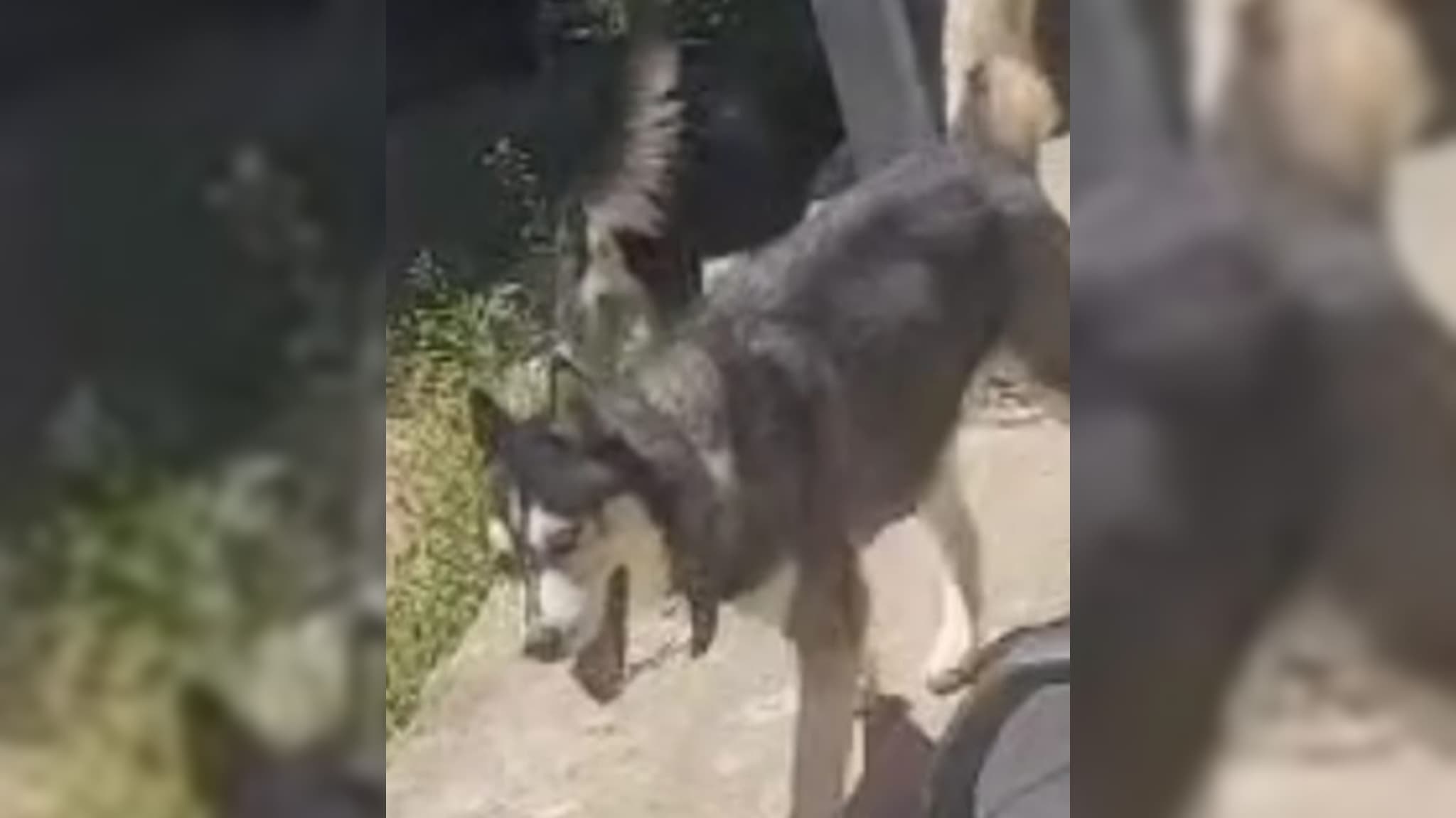cachorro