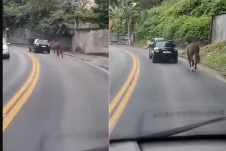 Cavalo é puxado por carro em movimento por mais de 4 km em Petrópolis Cavalo é puxado por carro em movimento por mais de 4 km em Petrópolis