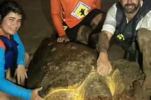 Tartaruga gigante debilitada após ingerir plástico é resgatada em Intermares Tartaruga gigante debilitada após ingerir plástico é resgata em Intermares