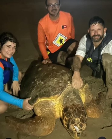 Tartaruga gigante debilitada após ingerir plástico é resgatada em Intermares Tartaruga gigante debilitada após ingerir plástico é resgata em Intermares