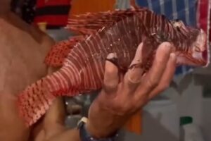 Pescador de Baía da Traição captura peixe-leão Pescador de Baia da Traição pesca peixe-leão