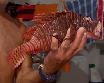 Pescador de Baía da Traição captura peixe-leão Pescador de Baia da Traição pesca peixe-leão