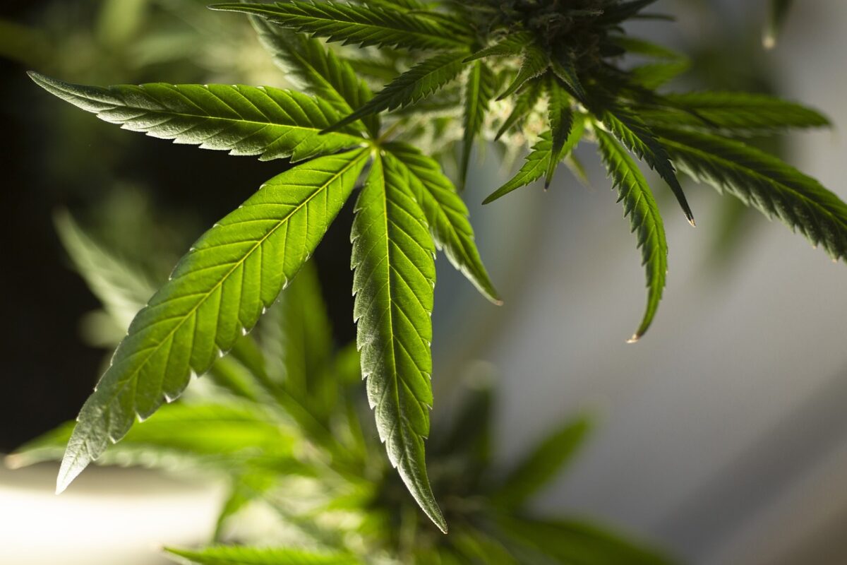 Polícias Federal e Militar eliminam quase 10 mil 'pés de maconha' em Manaíra maconha