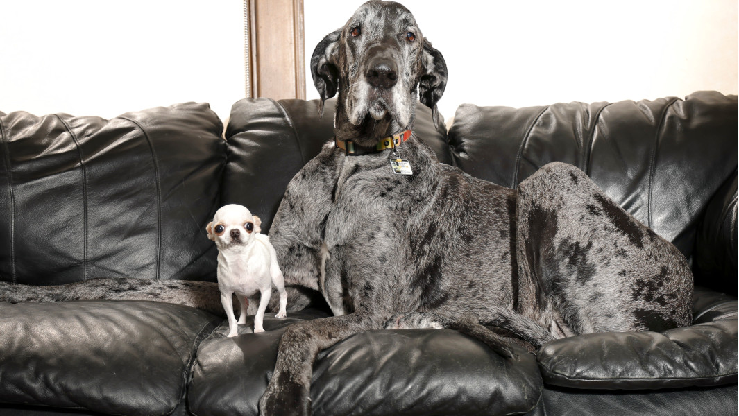 Guinness: Maior e menor cachorro do mundo se encontram pela primeira vez Guinness: Maior e menor cachorro do mundo se encontram pela primeira vez