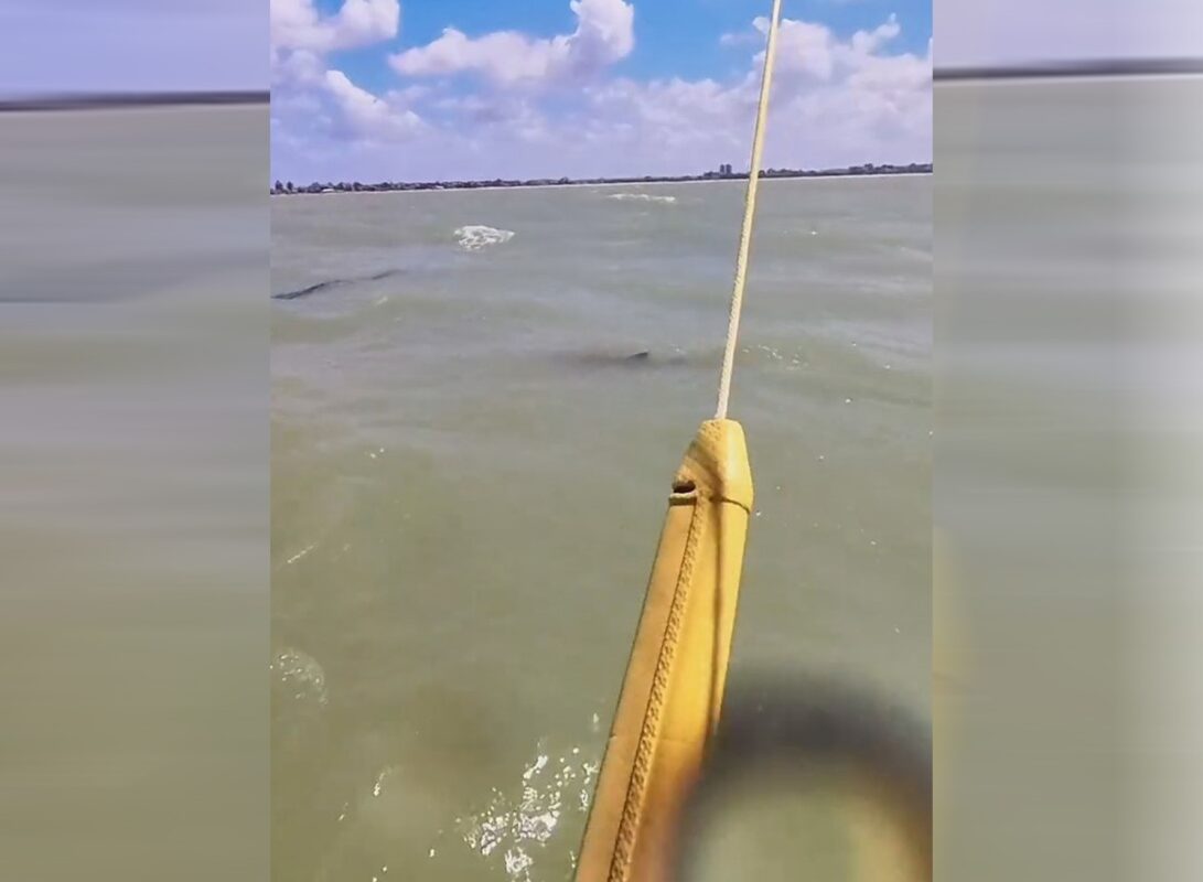 COISA DE MALUCO: tubarão é flagrado durante manobras de kitsurfista na praia de Intermares, em Cabedelo COISA DE MALUCO: tubarão é flagrado durante manobras de kitsurfista na praia de Intermares, em Cabedelo