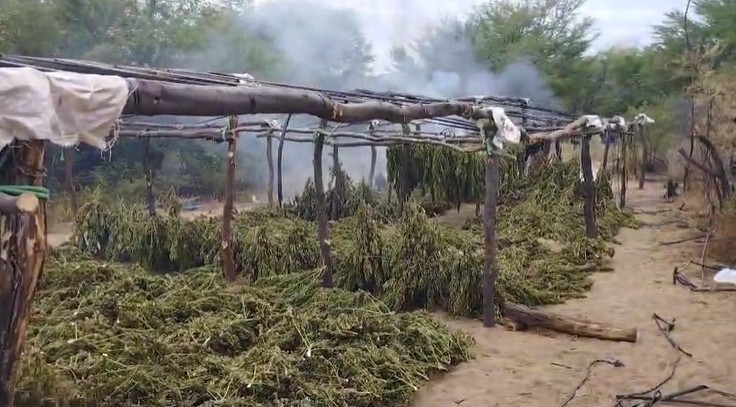 Mais de 200 mil pés de maconha são destruídos pela Polícia Civil em sítio no Sertão da Paraíba Mais de 200 mil pés de maconha são destruídos pela Polícia Civil em sítio no Sertão da Paraíba