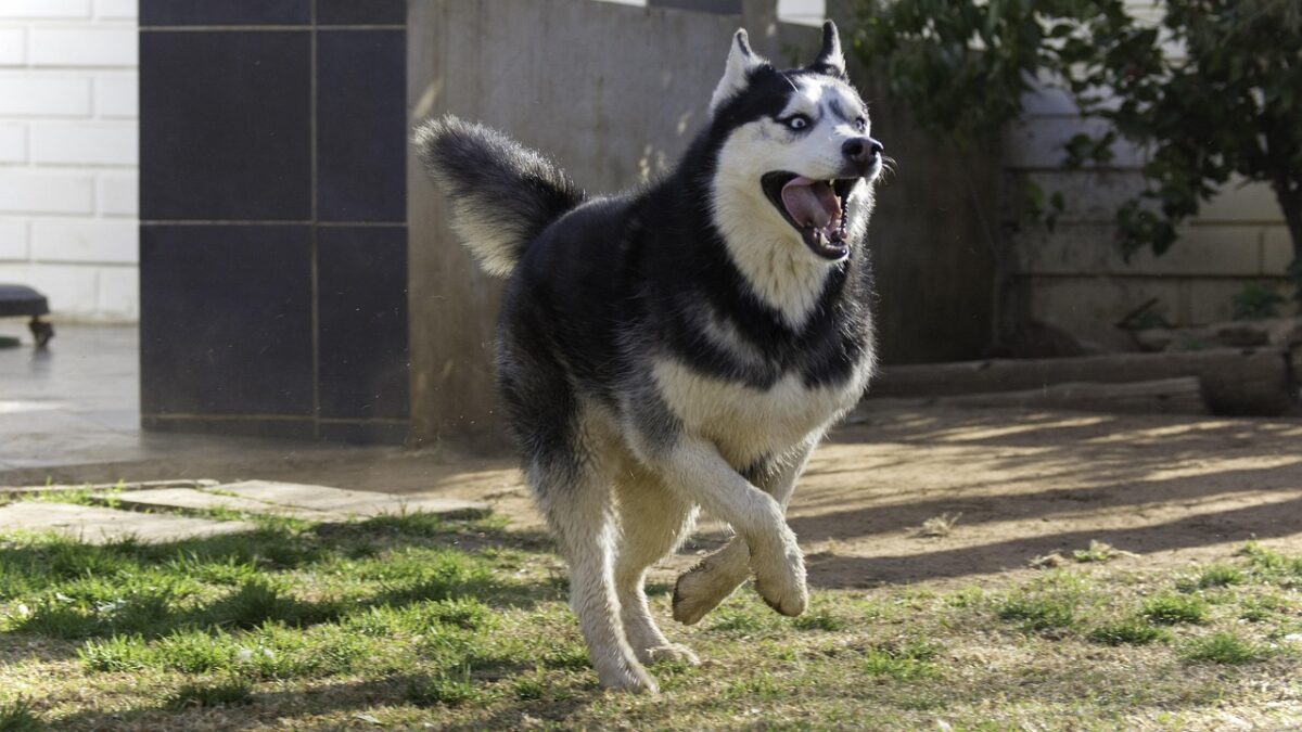 João Pessoa recebe a primeira Exposição de Cães de 2025 no dia 18 de maio cachorro, husky siberiano