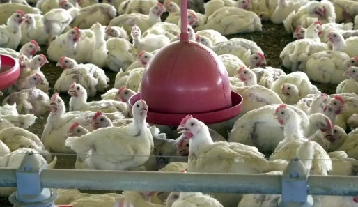 China suspende compra de carne de frango do Brasil por 60 dias após 1º caso de gripe aviária em granja comercial China suspende compra de carne de frango por 60 dias após 1º caso de gripe aviária em granja comercial no Brasil — Foto: Arquivo/Agência Brasil